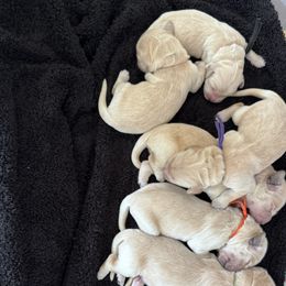 Girl 2 - Light golden female Golden Retriever puppy in Angier, North Carolina from Howard's Retrievers