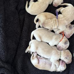 Girl 2 - Light golden female Golden Retriever puppy in Angier, North Carolina from Howard's Retrievers