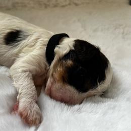 Cinnamon - Parti male Poodle puppy in Nixa, Missouri from Foxtrot Farm Poodles