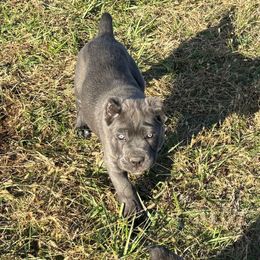 Mushroom - Gray female Cane Corso puppy in Fort Scott, Kansas from Black Magic Cane Corso