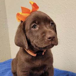Bernedoodles and Labrador Retrievers from Side by Side Dogs