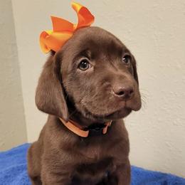 Bernedoodles and Labrador Retrievers from Side by Side Dogs
