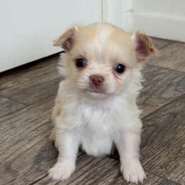 Ollie - Fawn male Chihuahua puppy in Menifee, California from Lane’s Little Long Coats