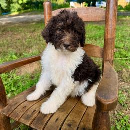 Pecan - Parti male Labradoodle puppy in Candler, North Carolina from Maple Bakin’ Doodles