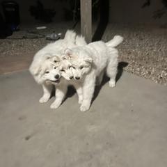 Samoyed Puppies from Virgin River Samoyeds