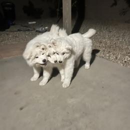 Samoyed Puppies from Virgin River Samoyeds