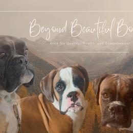 Boxers from Beyond Beautiful Boxers