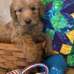 Labradoodle Puppies from Hippie Hollow Doodles