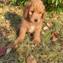 Method Man - Apricot male Goldendoodle puppy in Oklahoma City, Oklahoma from Heritage Doodle Company