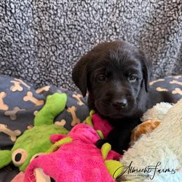 Orange Boy - Black male Labrador Retriever puppy in Colorado from Albrecht Farms Labrador Retrievers