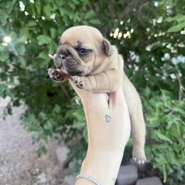 Rogue - Fawn and white female French Bulldog puppy in Mesa, Arizona from Prickly Pear Kennels