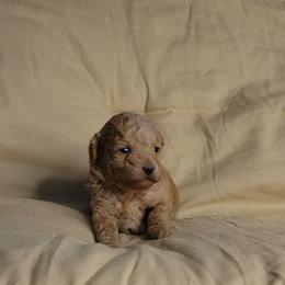 Tyra - Apricot female Poodle puppy in Missouri from KDK Missouri Miniature Poodles