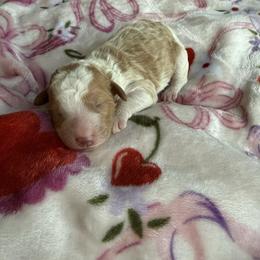 Cheyenne - Parti female Goldendoodle puppy in Jacksonville, Florida from Dandelion Doodles