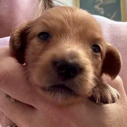 Ginger for Katie H. - Red female Dachshund puppy in Grand Junction, Colorado from Agape Dachshunds