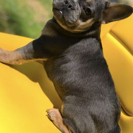 French Bulldog All Grown Up from Caring Hearts Kennel