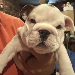 Bulldog Puppies from Tiny Tanks Kennel