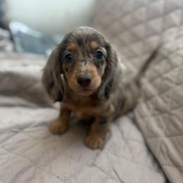 Thumper - Dapple male Dachshund puppy in Menifee, California from TeenieWeenieDoxies