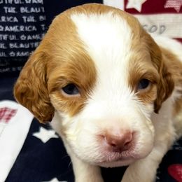 Sadie boy 1 - Orange and white male Brittany puppy in Floyd Knobs, Indiana from Cross Creek Brittanys