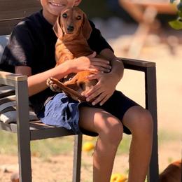 Poppy - Dachshund