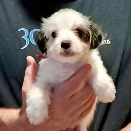 RJ (Hot Pink) - Piebald male Morkie puppy in Martin, Tennessee from Danza Bolo