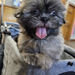 Mo - Brindle male Shih Tzu puppy in Picayune, Mississippi from Guillot Shih Tzu