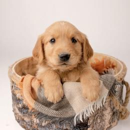 Edward - Dark golden male Golden Retriever puppy in Buhl, Idaho from Atkinson's Goldens