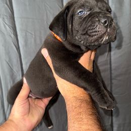 Orange collar male - Black male Boerboel puppy in Rockford, Illinois from Adoraboerboels
