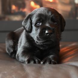 Mr. Red Stormi-Bosley - Black male Labrador Retriever puppy in Pasco, Washington from ROCK CREEK LABRADORS