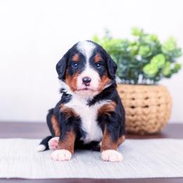 Boy 2 - male Bernedoodle puppy in Arthur, Illinois from Central Illinois Bernedoodles