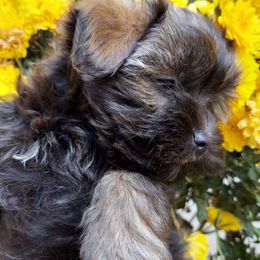 Havanese Puppies from Havanese If You Please