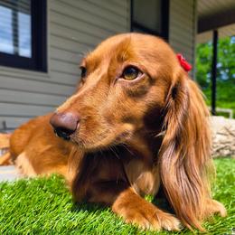 Bambi - Dachshund