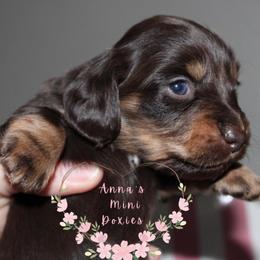 Rocket (green collar) - Chocolate and cream male Dachshund puppy in Pope, Mississippi from Anna’s Mini Doxies