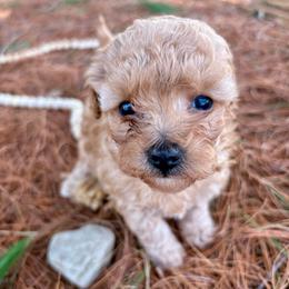 Anya - Apricot female Poodle puppy in Utica, Ohio from Poodle Me Crazy
