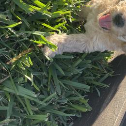 Goldendoodle Puppies from Salty River Doodles