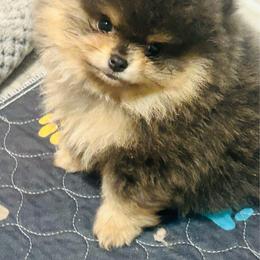 Basil (Blue and Tan Male) - Blue and tan male Pomeranian puppy in Buck Valley, Pennsylvania from Buck Valley Pomeranians