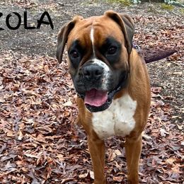 Zola - Boxer