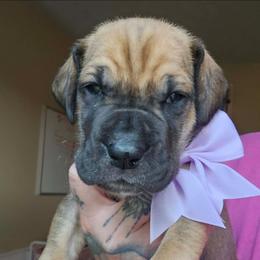 Light purple - Fawn female Great Dane puppy in Warren, Ohio from Loyal-Loves Great Danes