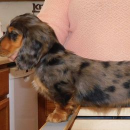 Dachshund Puppies from Dandydox Dachshunds