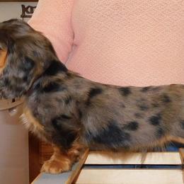 Dachshund Puppies from Dandydox Dachshunds