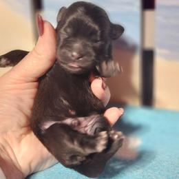 Orange collar - Black and white male Shichon puppy in Imperial, Missouri from Shichon Teddybear  puppies of Miss