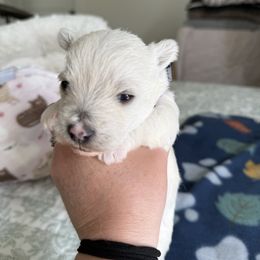 Purple Girl - White female West Highland White Terrier puppy in Boaz, Alabama from Creekside Westies