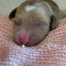 Teal - Red  female Goldendoodle puppy in Boise, Idaho from Goldendoodle Baby
