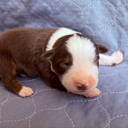Boy 3-Red Tri - Red tri-color male Australian Shepherd puppy in Mayfield, Kentucky from Hamilton Farms