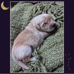 Comet - Golden male Golden Retriever puppy in Buckley, Washington from Chrysus Spirit Goldens