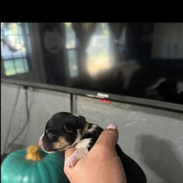 Vince - Black and tan male American Corgi puppy in Post Falls, Idaho from Splootin’ around Corgi’s