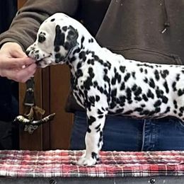 Cupid (orange) - Dalmatian puppy in Acampo, California from Gateway Farm Dalmatians