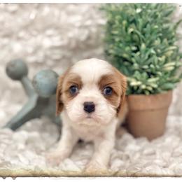 Aussiedoodle and Cavalier King Charles Spaniel Puppies from Shelby Paws