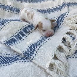 Cavapoo Puppies from Carolina Cavapoos