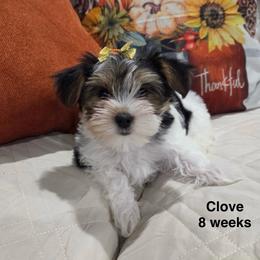 Clove - Parti female Yorkshire Terrier puppy in Forest, Virginia from Majestic Touch Kennels and Pet Services