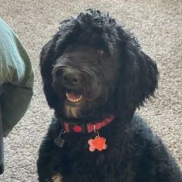 Luna - Bernedoodle